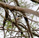 Grey-collared Becard - immature male_6391.jpg