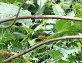 White-starred Robin_3808.jpg
