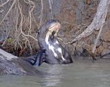 Giant Otter_9392.jpg