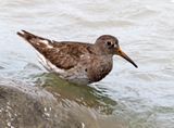 Purple Sandpiper_6564.jpg