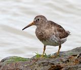 Purple Sandpiper_6718.jpg