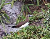 Brown Booby - adult_6959.jpg