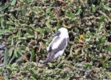 Brown Booby - baby_6976.jpg