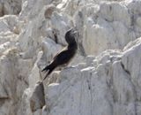 Cocos Booby - juvenile_8353.jpg