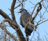 Common Black Hawk_6807.jpg