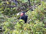Magnificent Frigatebird_6862.jpg