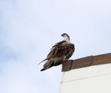 Osprey_6844.jpg
