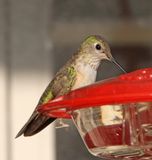 Broad-tailed Hummingbird - female_7015.jpg