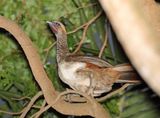 East Brazilian Chachalaca_0425.jpg