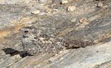 Pygmy Nightjar_8762.jpg