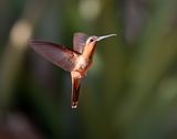 Hook-billed Hermit_2522.jpg
