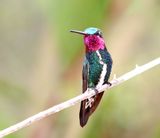 Stripe-breasted Starthroat - male_2236.jpg