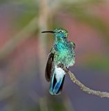 White-vented Violetear_1501.jpg