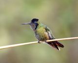 Hooded Visorbearer - male_0512.jpg