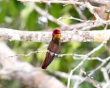 Ruby-topaz Hummingbird - male_2158.jpg