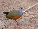Grey-cowled Wood Rail_9818.jpg