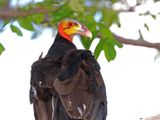 Lesser Yellow-headed Vulture_9341.jpg
