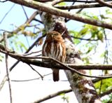 Ferruginous Pygmy-Owl_2800.jpg