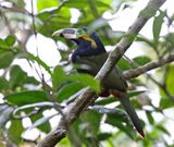 Goulds Toucanet - male_8306.jpg