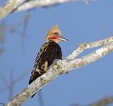 Ochre-backed Woodpecker - male_8195.jpg