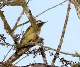 Green-barred Woodpecker - female_8613.jpg