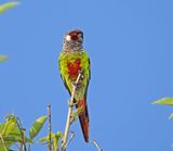 Grey-breasted Parakeet_8145.jpg