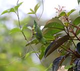 Cobalt-rumped Parrotlet_2876.jpg