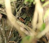 Rufous-breasted Leaftosser_8580.jpg