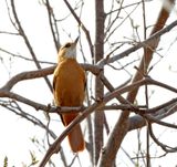 Great Xenops_9983.jpg