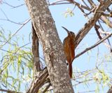Moustached Woodcreeper_0335.jpg