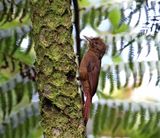 Plain-winged Woodcreeper_2602.jpg