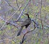White-browed Guan_9047.jpg