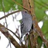 Variable Antshrike - male_8243.jpg