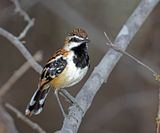 Stripe-backed Antbird_9558.jpg