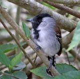 Silvery-cheeked Antshrike - male_1879.jpg
