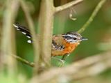 Ferruginous Antbird_2865.jpg
