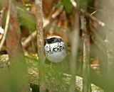 White-bibbed Antbird - male_3259.jpg
