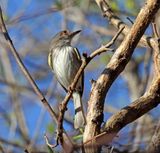 Grey-eyed Greenlet_0587.jpg