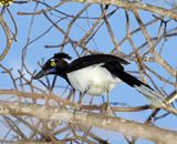 White-naped Jay_8953.jpg