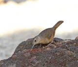 Southern House Wren_2561.jpg