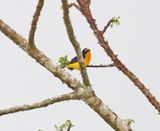 Violaceous Euphonia - male_8226.jpg
