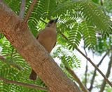 Pale Baywing_0789.jpg