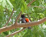 Red-rumped Cacique_0761.jpg