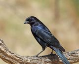 Shiny Cowbird - male_0130.jpg