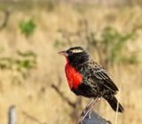 White-browed Meadowlark - male_0236.jpg