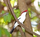 Araripe Manakin_0743.jpg