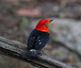 Band-tailed Manakin - male_7882.jpg