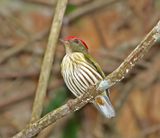 Kinglet Manakin_2820.jpg