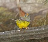Golden-crowned Warbler_8497.jpg