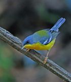 Tropical Parula_8473.jpg